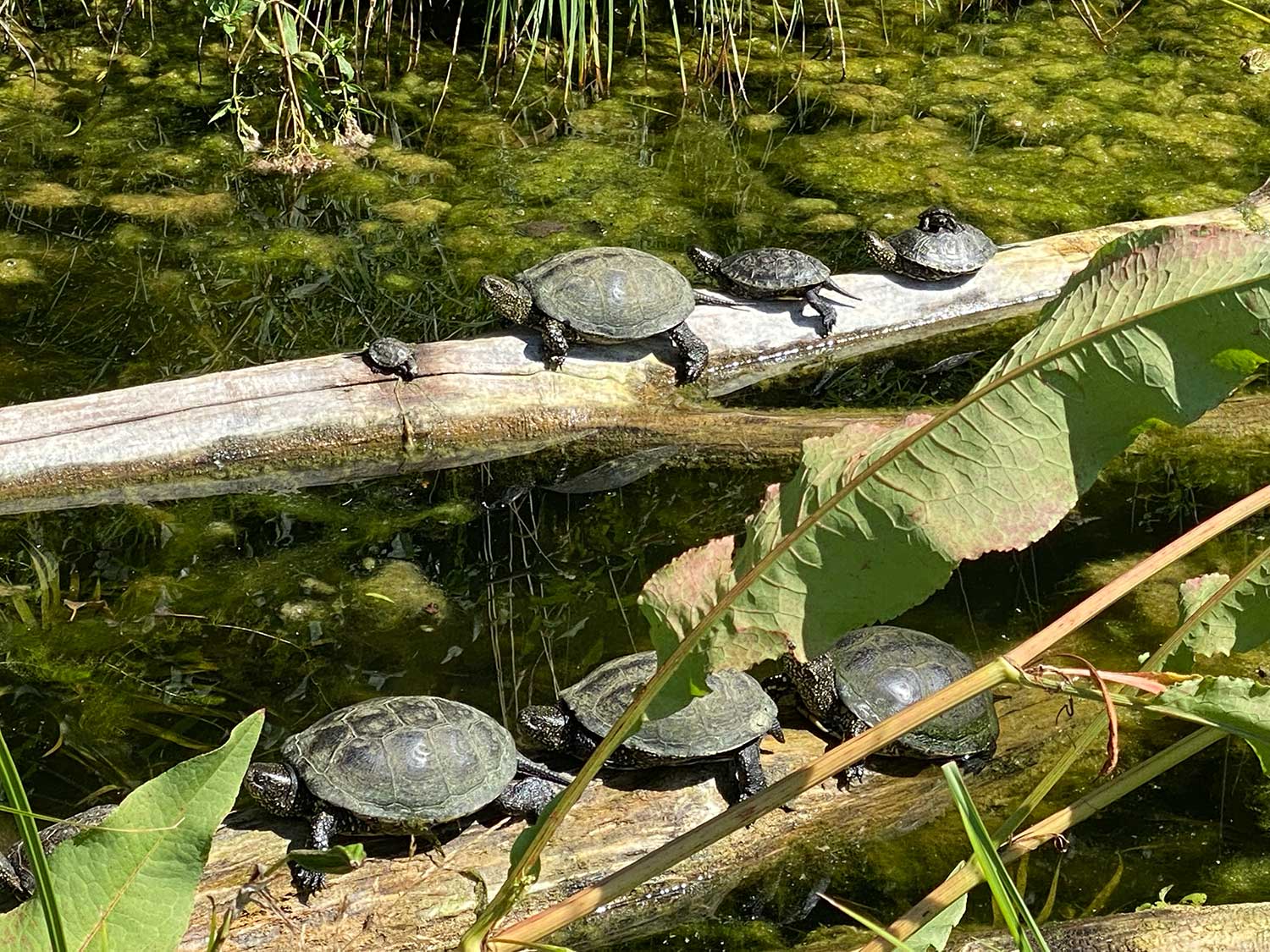 Nationalpark DonauAuen Schildkroeten