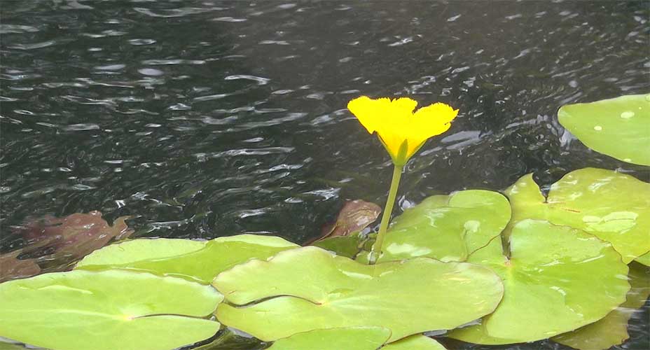 Schlossinsel Blume